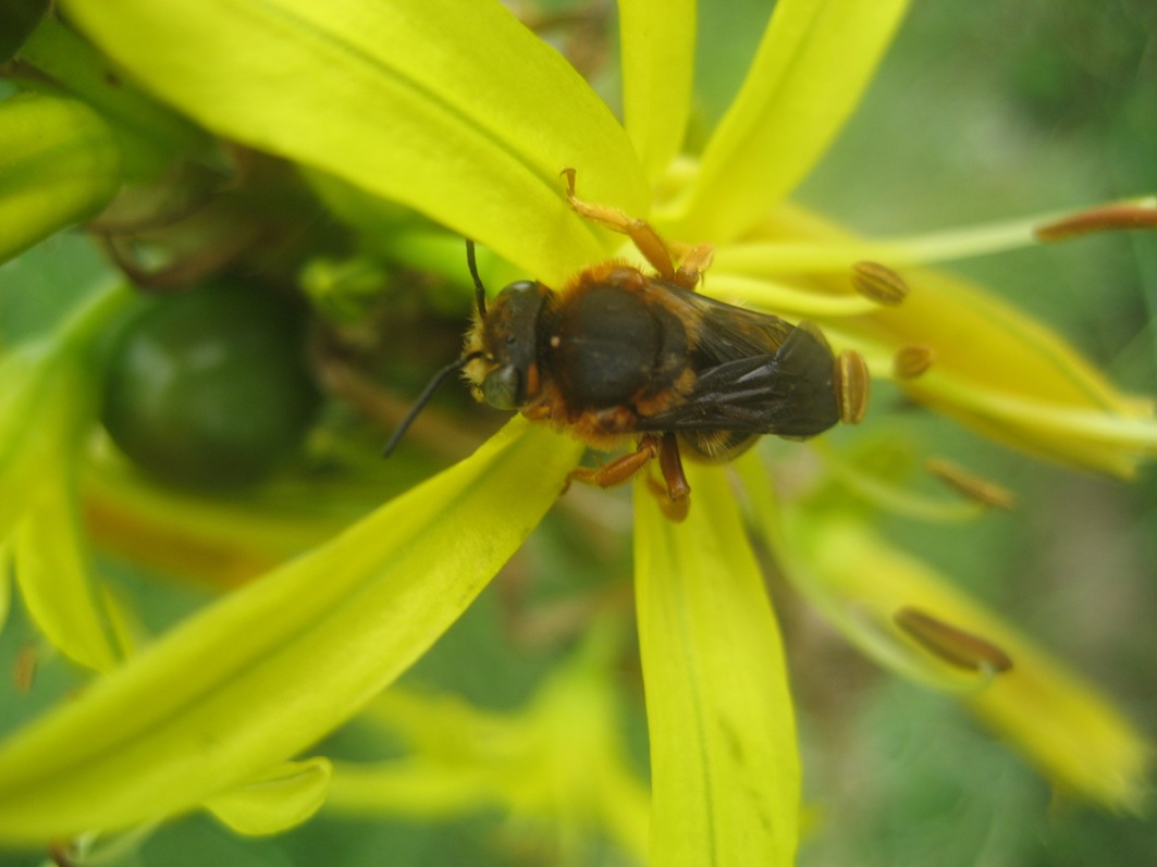 Apidae Megachilinae: cfr. Anthidium sp.