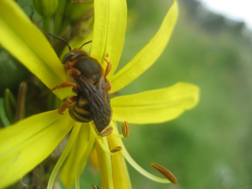 Apidae Megachilinae: cfr. Anthidium sp.