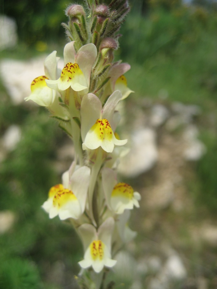 Linaria sp.