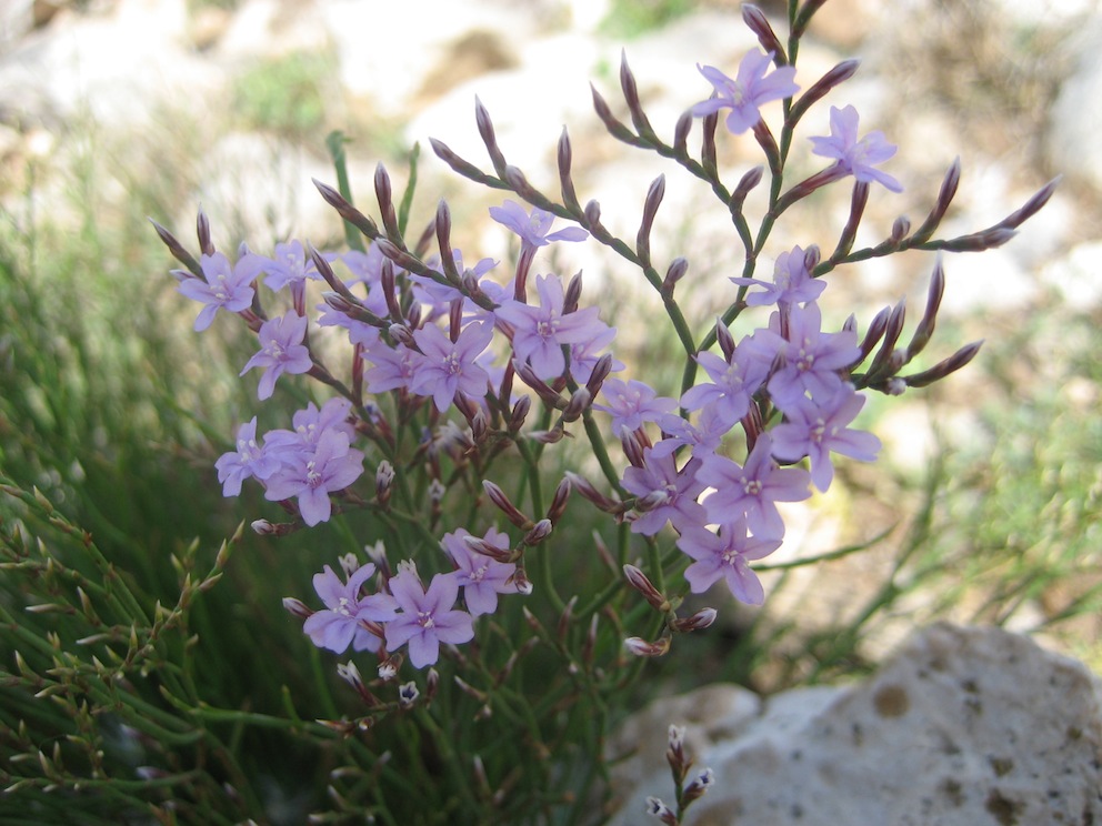 limonium?