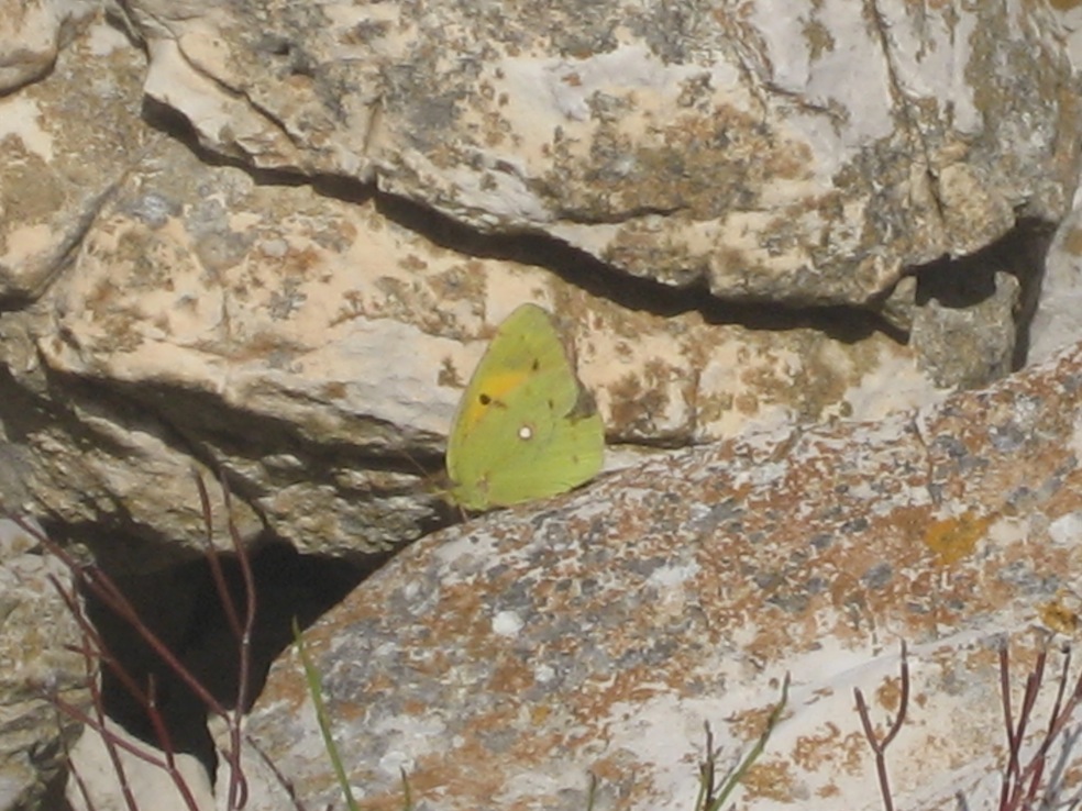 colias