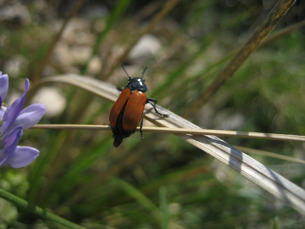 Labidostomis