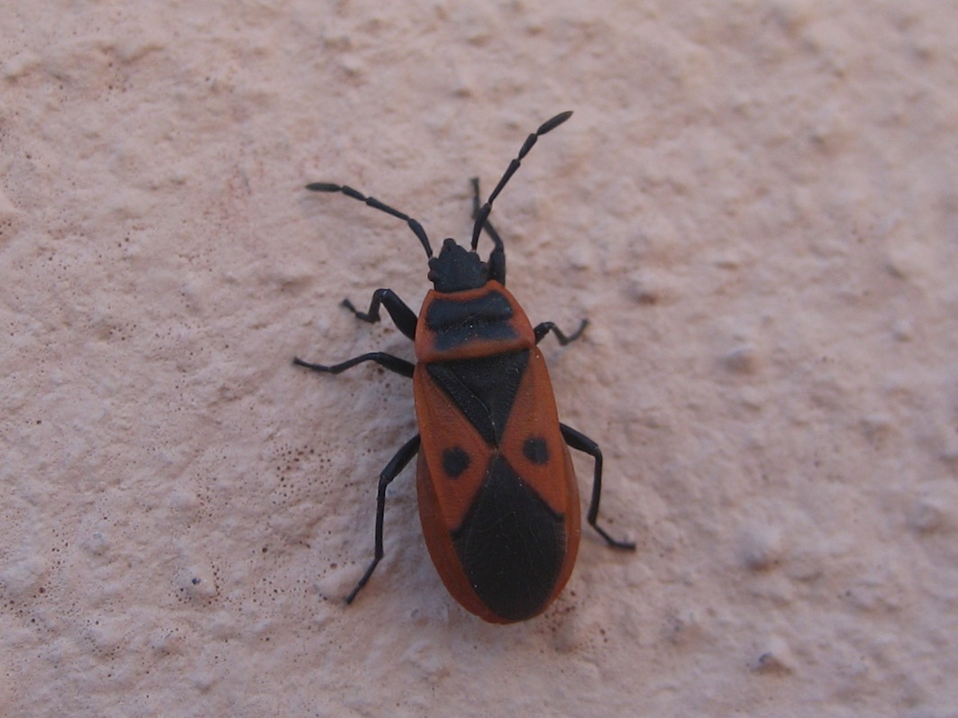 Pyrrhocoridae: Scantius aegyptius rossii di Palermo