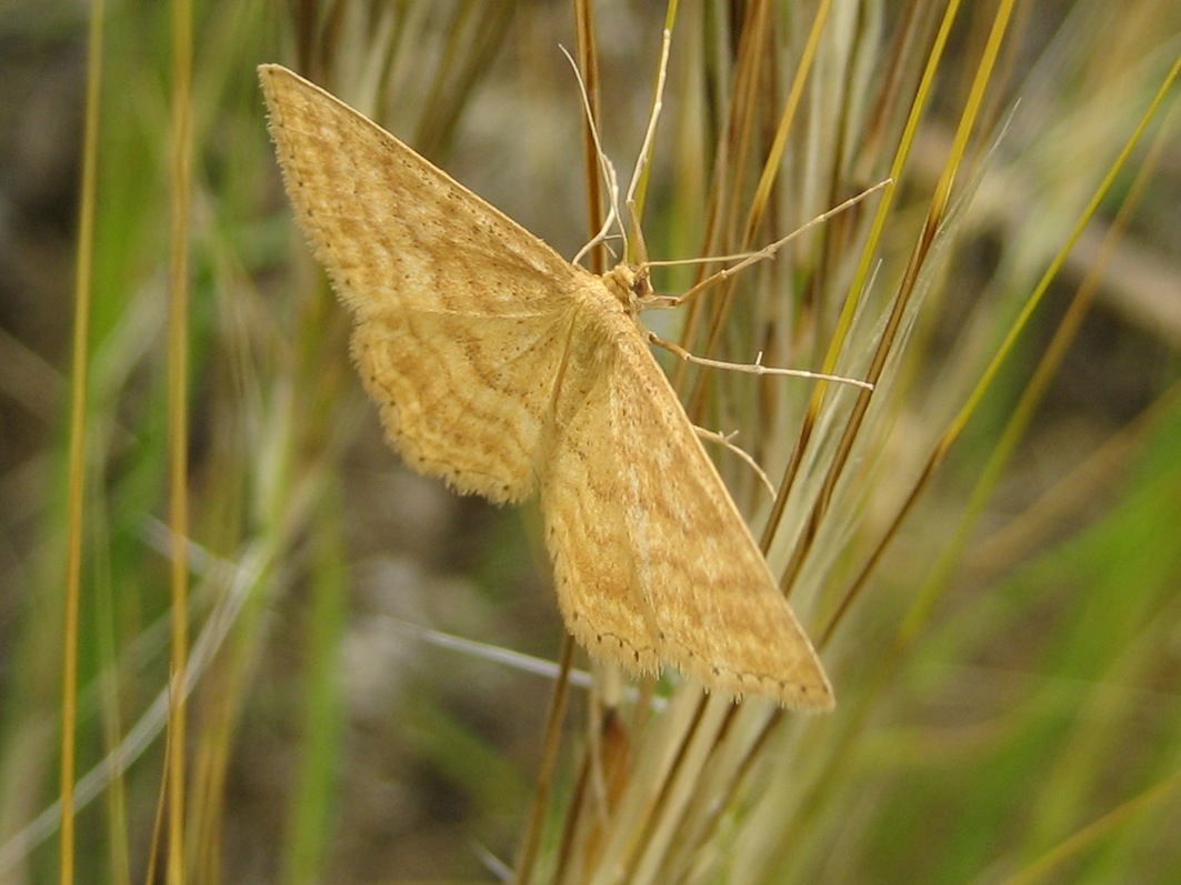 Geometridae da identificare 2