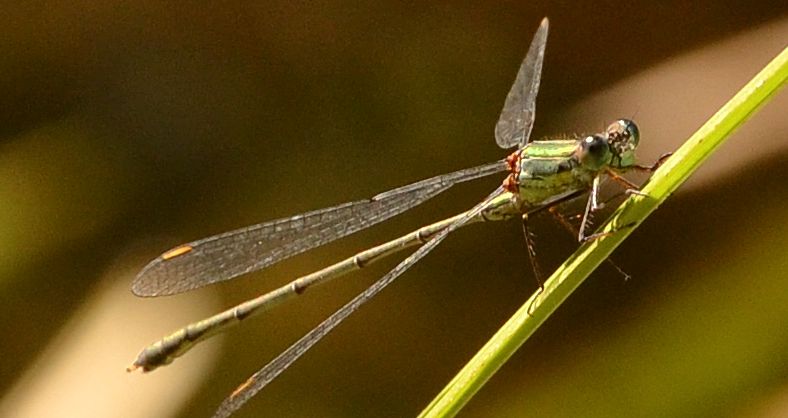 Chalcolestes viridis o parvidens