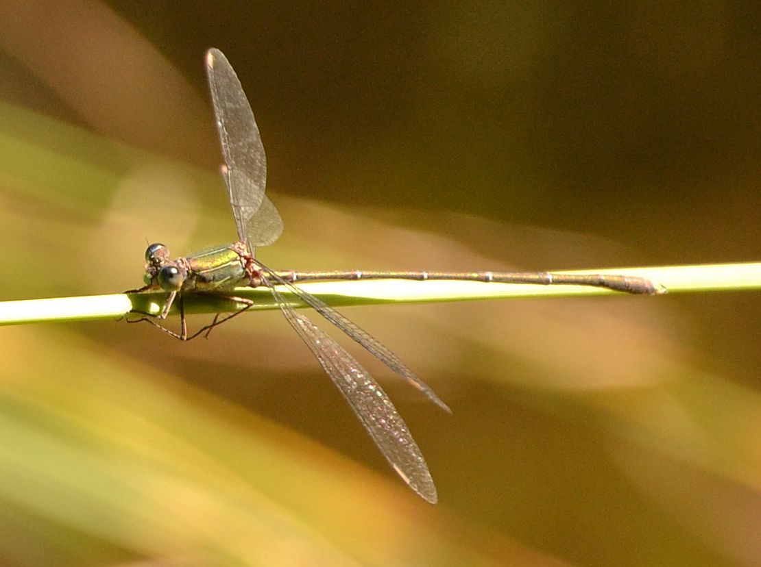 Chalcolestes viridis o parvidens