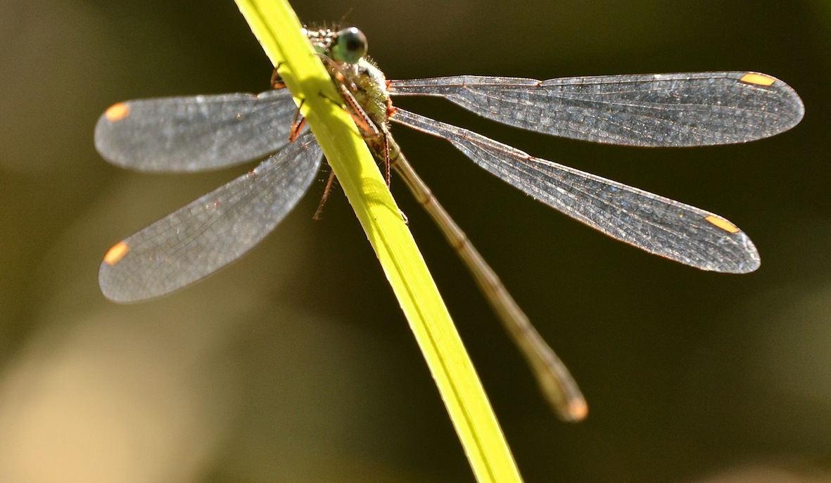 Chalcolestes viridis o parvidens