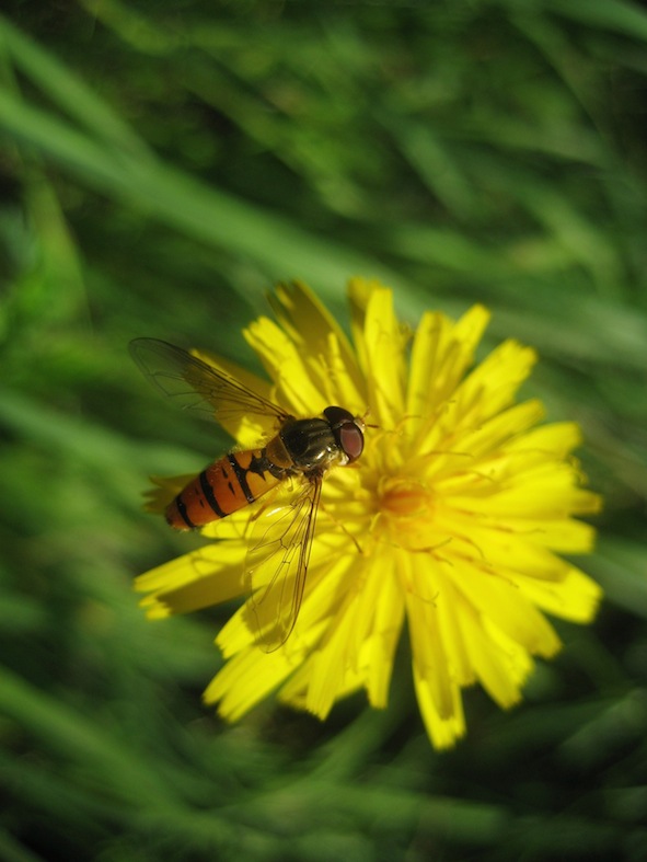 Melanostoma? No Episyrphus balteatus