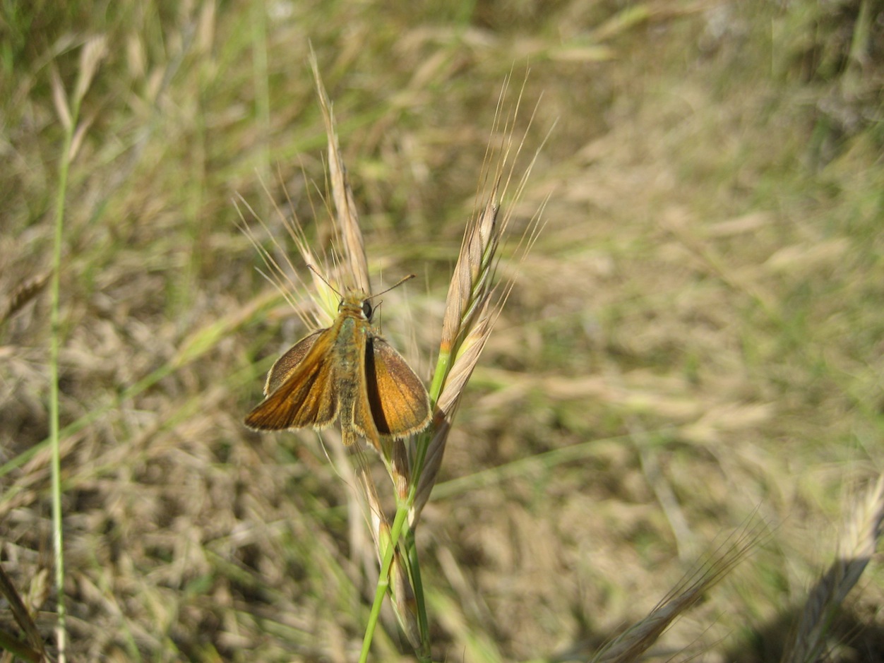 Aiuto Hesperiidae