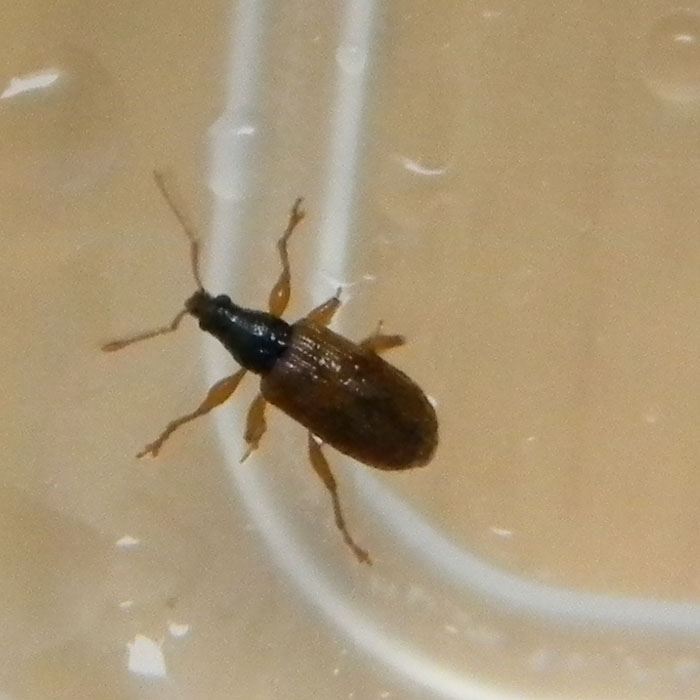 Phyllobius oblongus