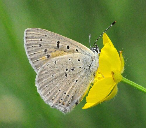 Lycaena alciphron