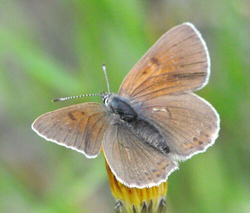 Lycaena alciphron