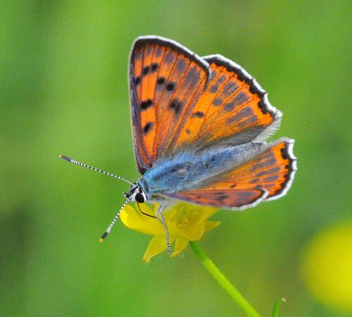 Lycaena alciphron