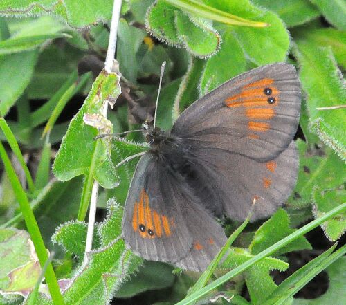 Erebia tindarus ?