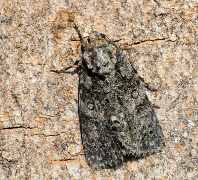 Subacronicta megacephala D+S o no?