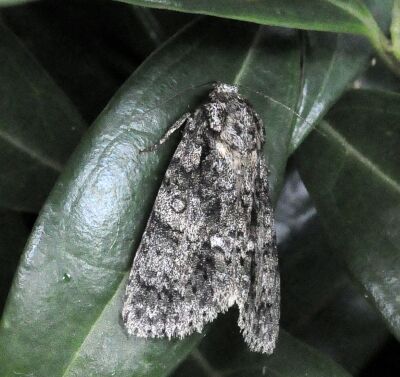 Subacronicta megacephala D+S o no?