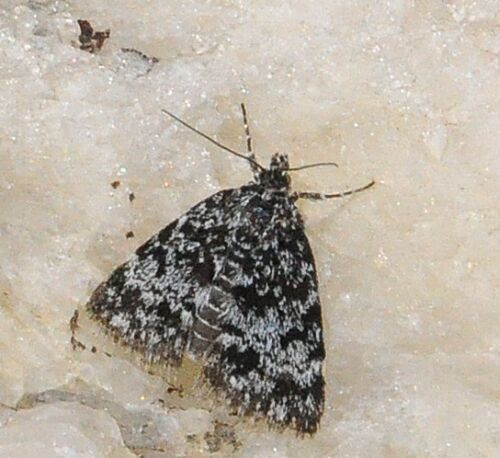 Cryphia petricolor ?  No, Orenaia alpestralis (Crambidae)