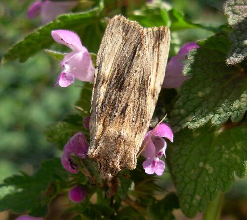 Litophane socia o L. semibrunnea ?