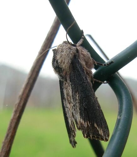 Litophane socia o L. semibrunnea ?