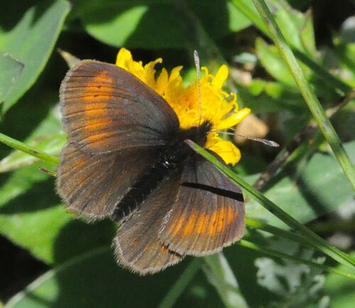 Erebia tindarus ?