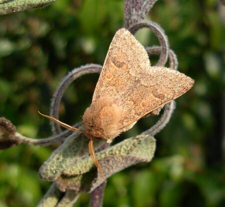 Orthosia  miniosa ?