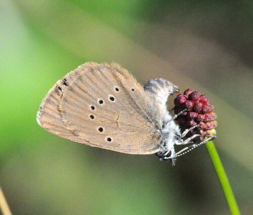 Phengaris (ex Maculinea)