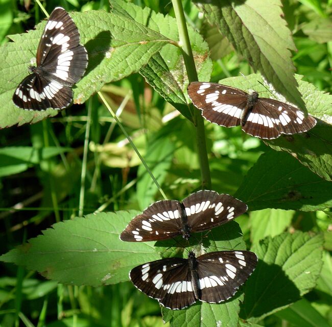 neptis rivularis