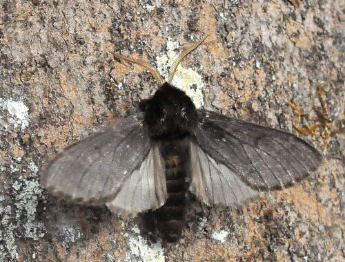 Notodontide forma melanica - Drymonia ruficornis