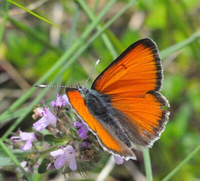 Lycaena hippothoe eurydame Hohhm.