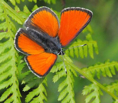 Lycaena hippothoe eurydame Hohhm.