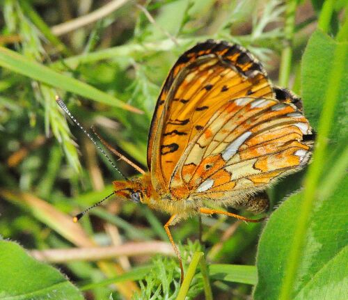 Clossiana euprosyne L.