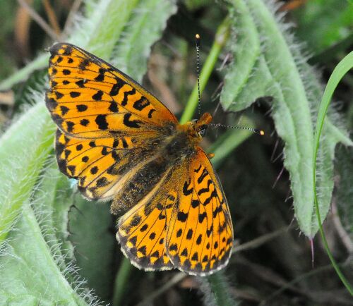 Clossiana euprosyne L.