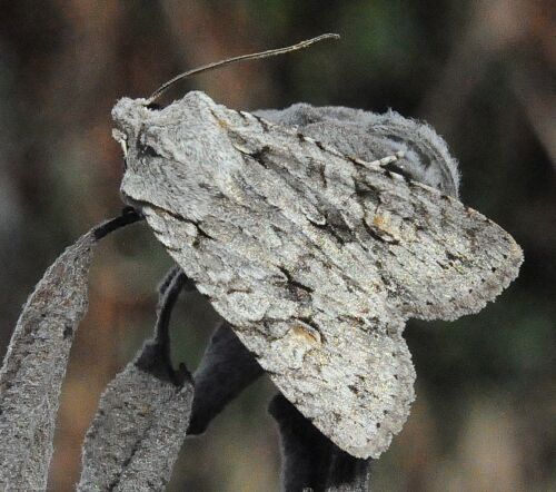 Acronicta (Triaena) ?