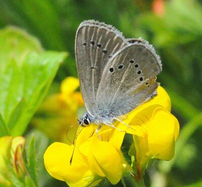 Cyaniris semiargus ?