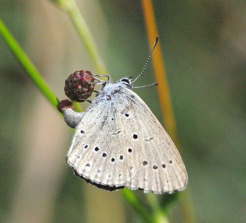 Phengaris (ex Maculinea)