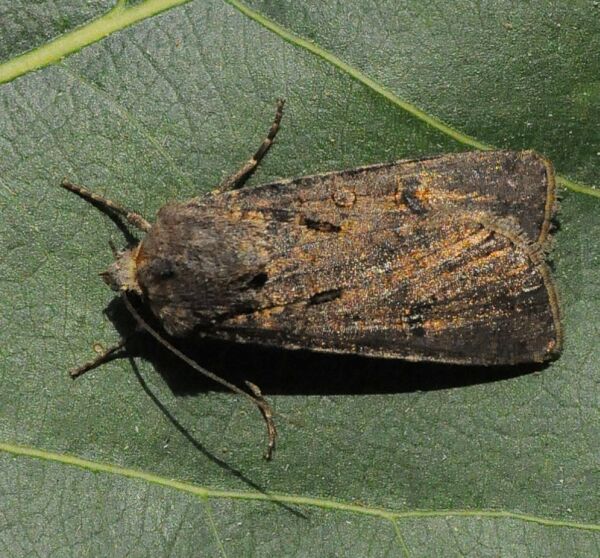 Agrotis ?