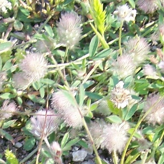 Trifolium arvense