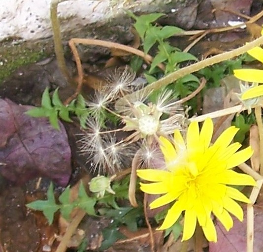 Taraxacum sp.