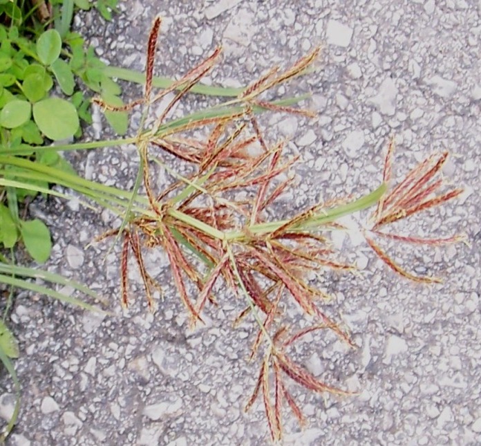 Cyperus cfr. longus