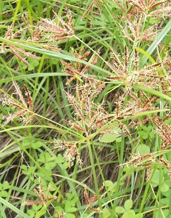 Cyperus cfr. longus