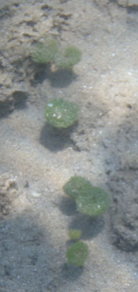 Acetabularia e Penicillus