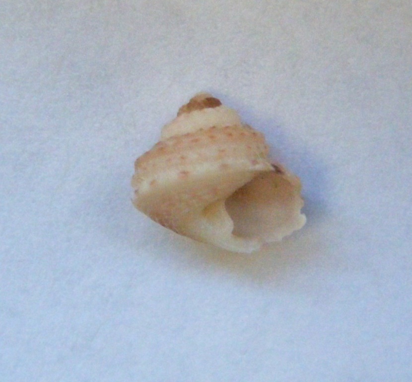 Gibbula magus juv.?