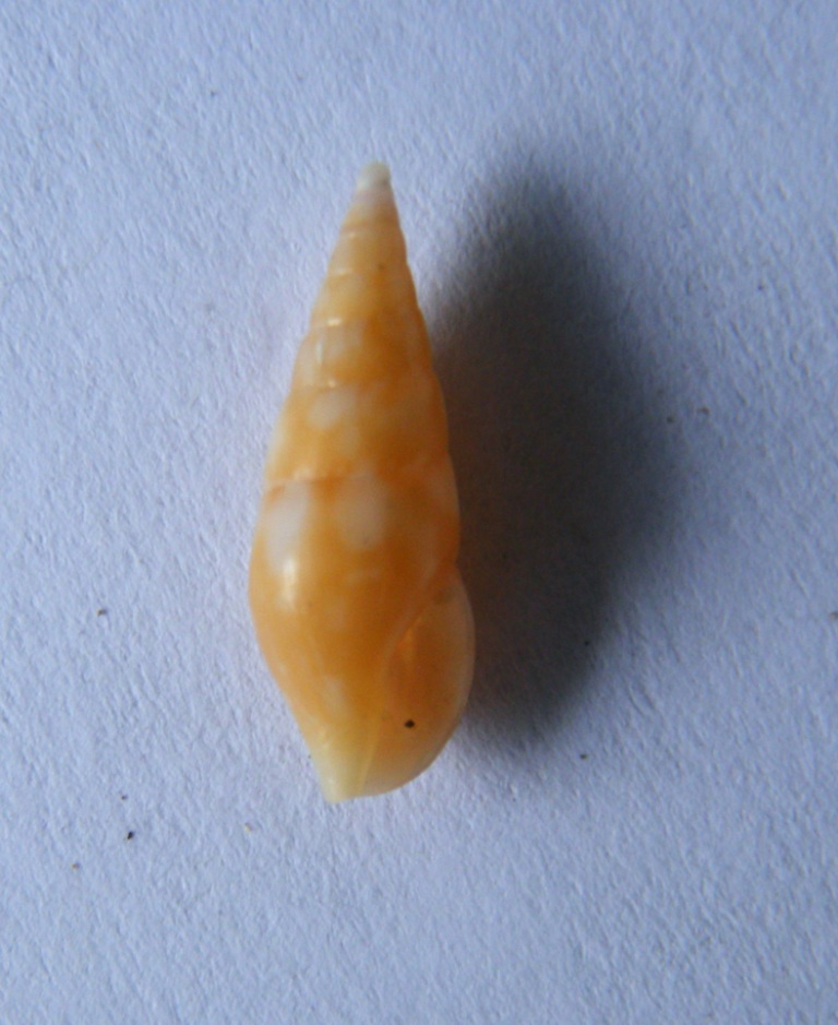 mitrella scripta?