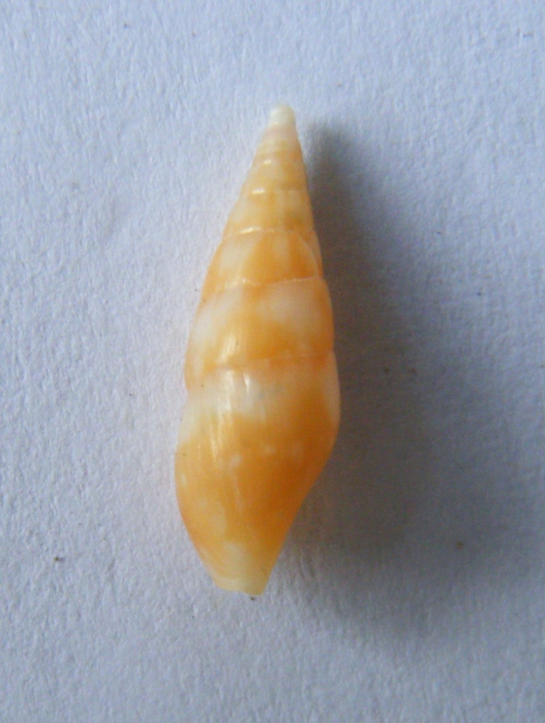 mitrella scripta?