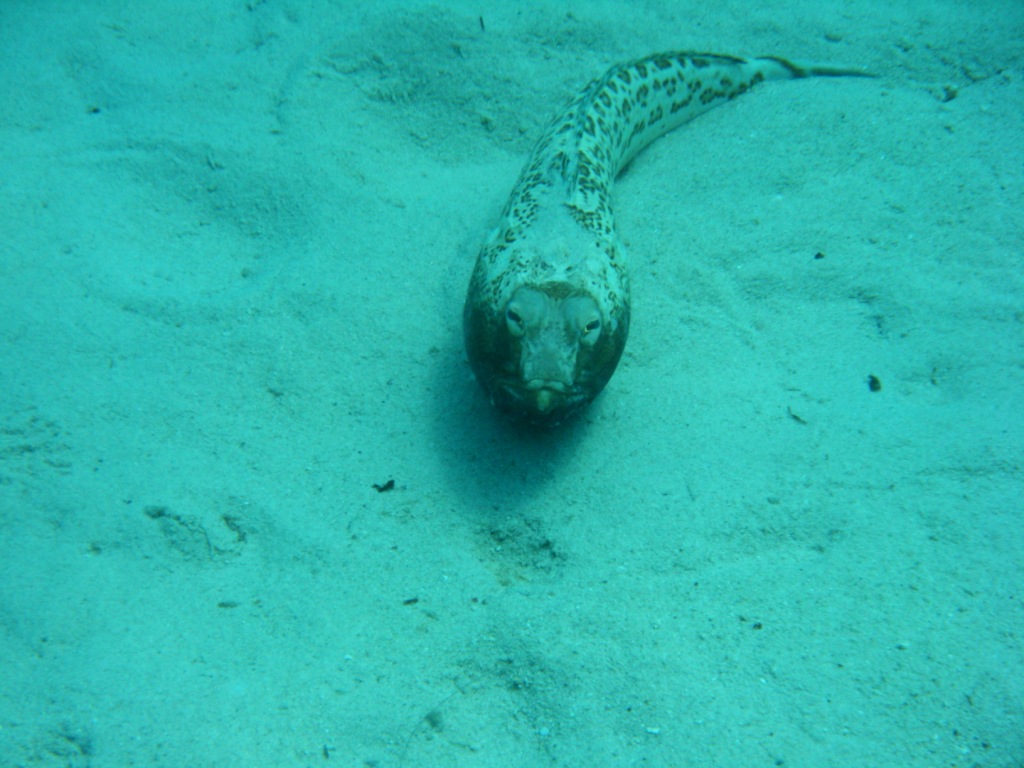 pesce croato: Trachinus radiata