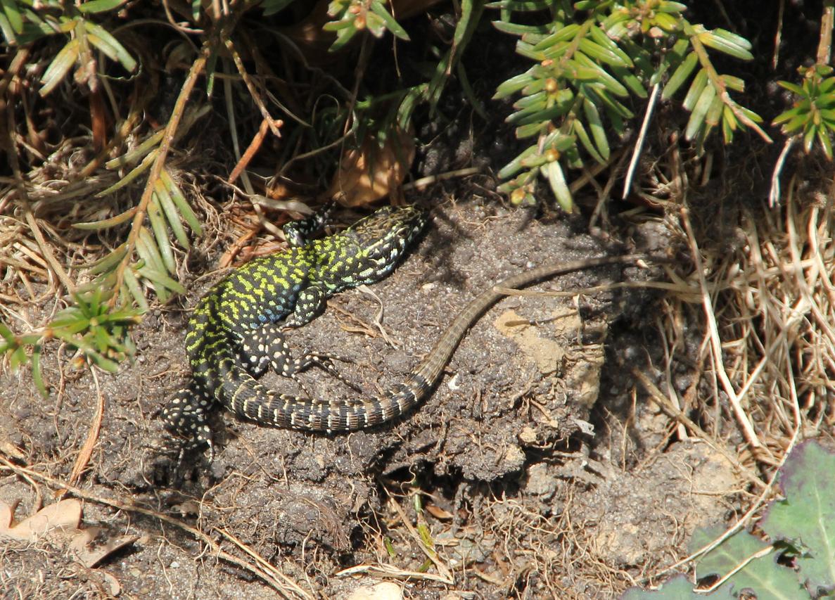 Podarcis muralis in primo piano