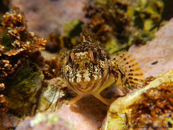 Paralipophrys trigloides