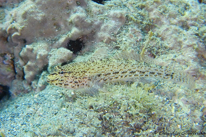 Gobius incognitus