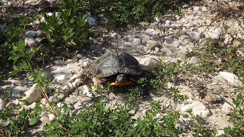 Trachemys scripta scripta o elegans?