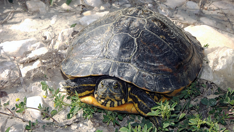 Trachemys scripta scripta o elegans?